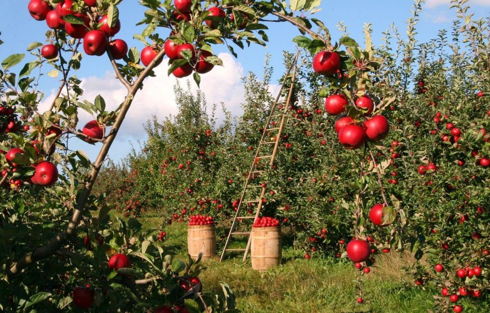 Objectif cueillette de pommes